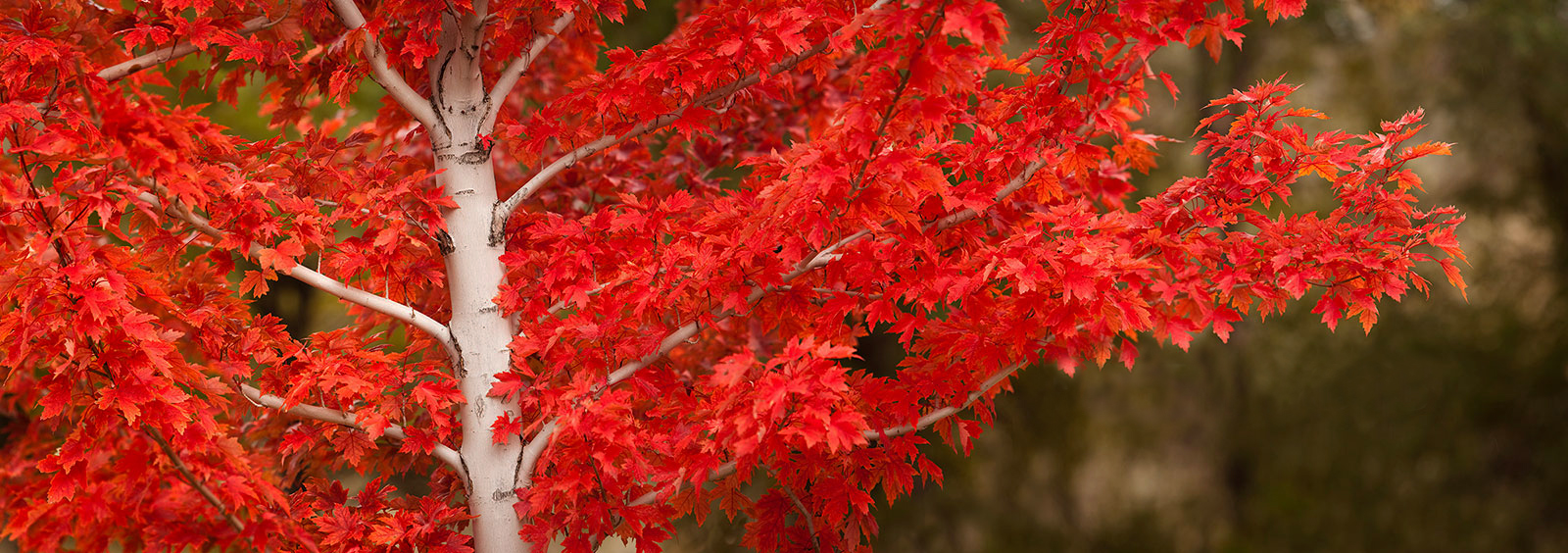 Bright-Red-Maple-Leaves-Panoramic-Fall-Colors-2-Watermark