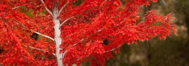 Bright-Red-Maple-Leaves-Panoramic-Fall-Colors-2-Watermark